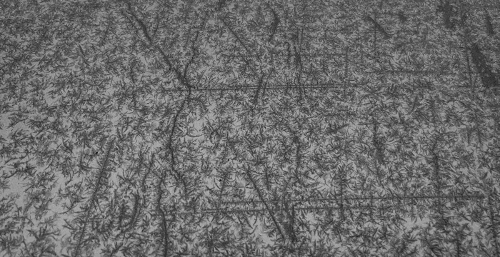 Ice crystals: Photo of the dendritic growth of ice crystals on a flat surface
