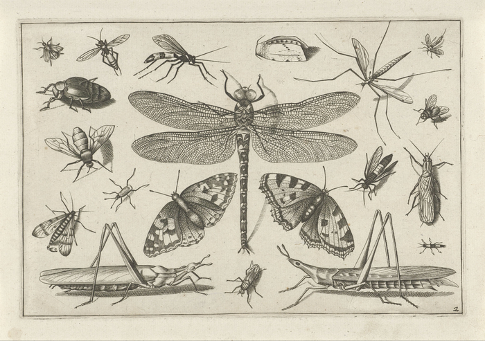 Insects, Hoefnagel: engraving from 1630s from Hoefnagel depicting naturalistic representations of various insects